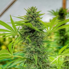 Clementine Slush Feminized Seeds