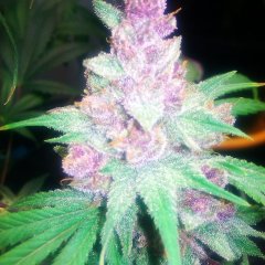 Grape Kush Feminized Seeds