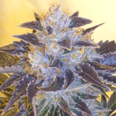 Grape OG Feminized Seeds