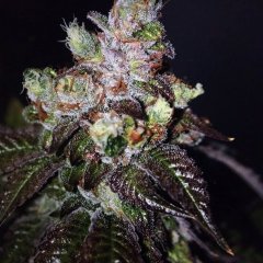 Island Punch Auto Feminized Seeds