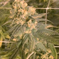 Mint Milano Feminized Seeds