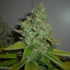 SFV OG Kush Feminized Seeds