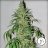 Master Kush Skunk