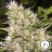Critical Mass
