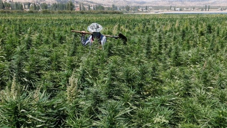 Lebanon set to legalise medical, industrial cannabis cultivation