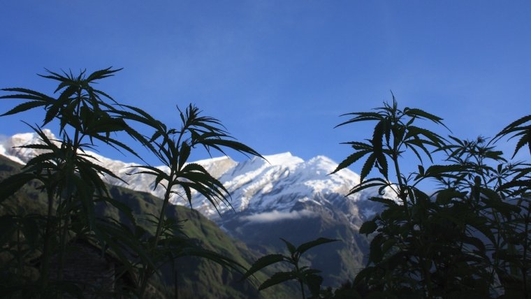 Nepal Looks to Legalize Marijuana