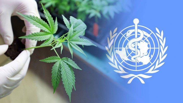 UN Votes to Delay Rescheduling of Cannabis for Second Time in Two Years