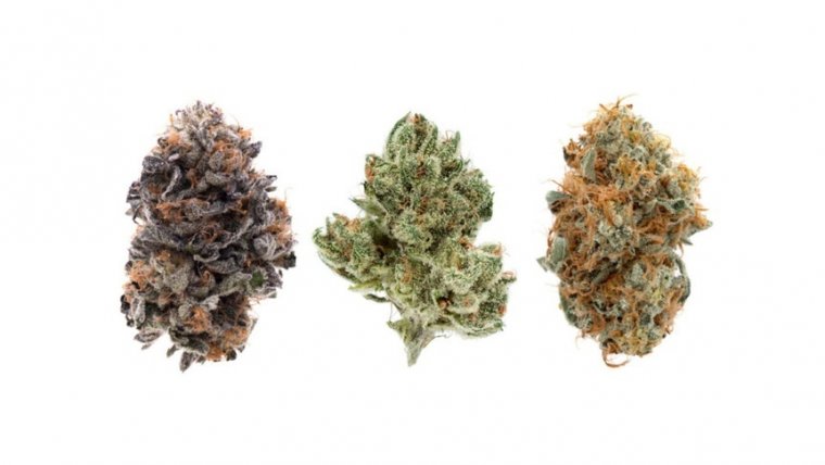 Cannabis Strain Names Are Meaningless: What Is The Industry Doing About It?