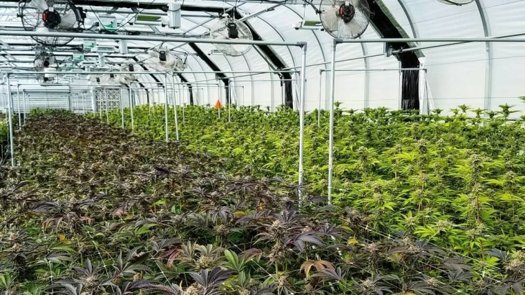 Humboldt County to consider halting cannabis tax increases