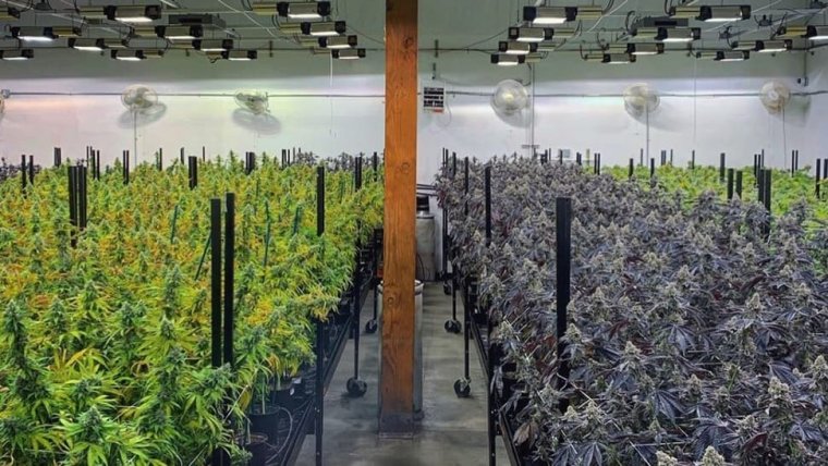 Massachusetts Marijuana Regulators Issue Hefty Fines to 3 Cannabis Firms