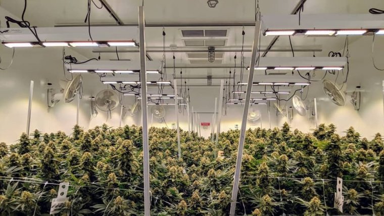 Proposed LED Mandate Could Cost California’s Indoor Marijuana Growers Millions