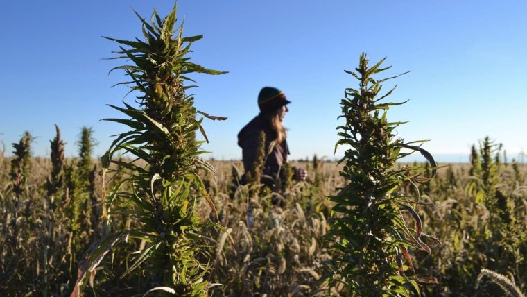 USDA Approves Hemp Plan For Maryland And One More Indian Tribe