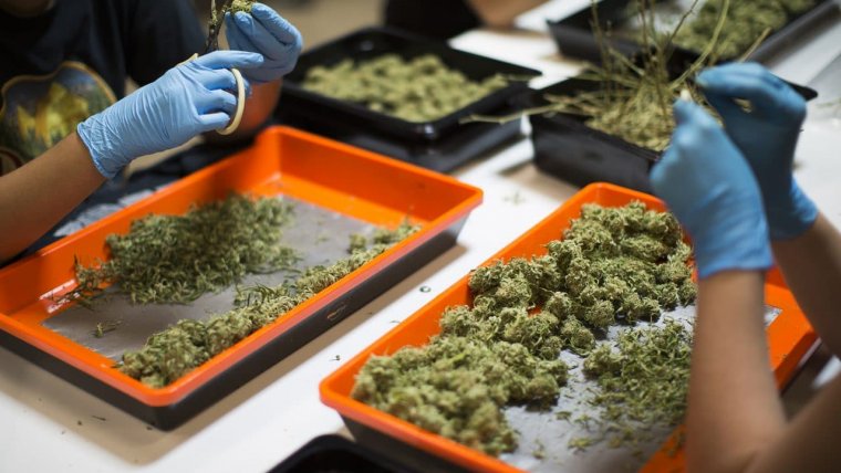 Progress, Obstacles in Cannabis Industry Unionization Push