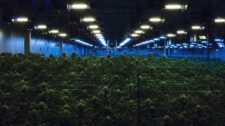 Recreational Marijuana Legalized by New Jersey Voters