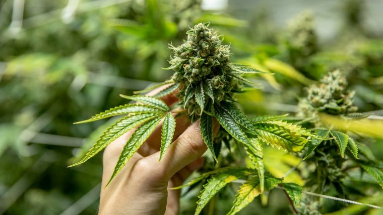 Cannabis Could Help Fight ‘Superbugs,’ Study Suggests