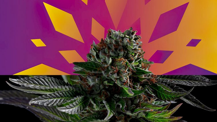 An Essential Year for the Cannabis Industry