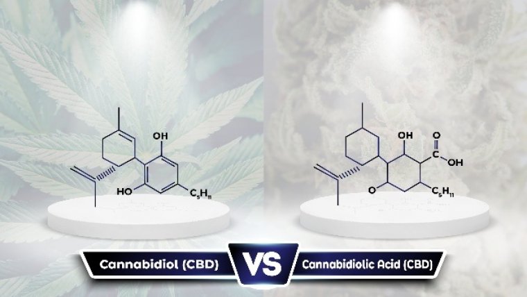 CBDA Vs CBD: What Are the Differences?