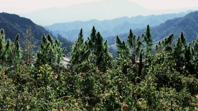 Cannabis Originated In China, Genetic Analysis Reveals