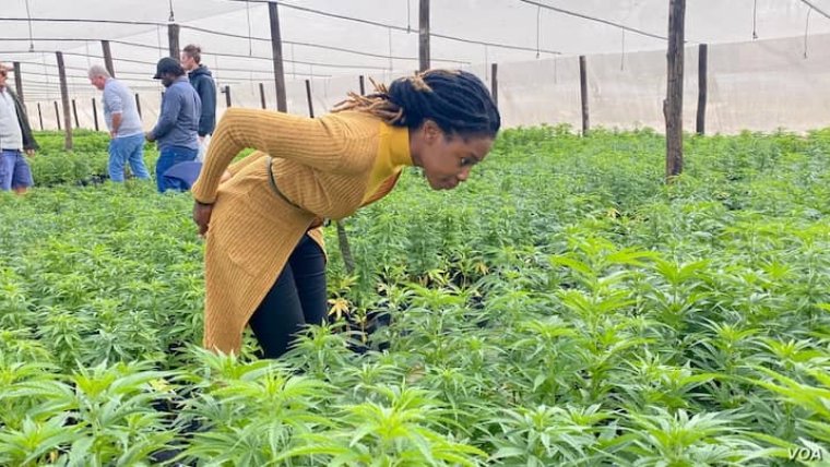 Cannabis-Growing Gathers Momentum in Zimbabwe