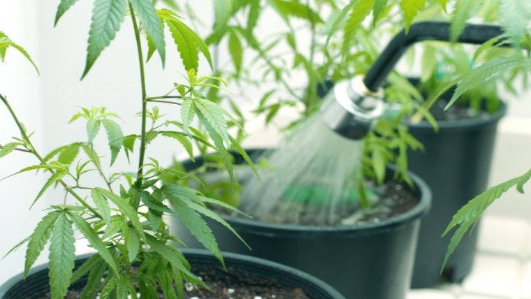Flushing Cannabis Plants Prior To Harvest Doesn't Improve Quality