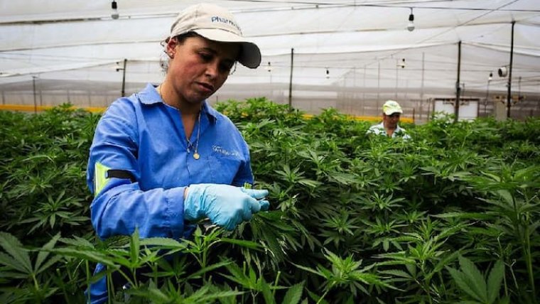 Colombia's Cannabis Industry Booms As Exports Increase Dramatically