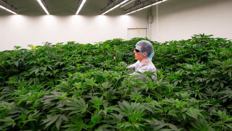 Netherlands Embarks on Trial with Aim of Full Cannabis Legalization
