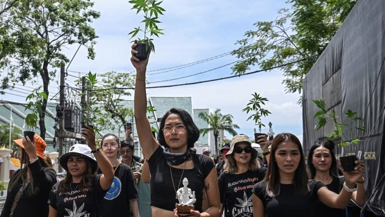 Thailand Weighs New Rules for Legal Cannabis to Prevent Policy Backtrack