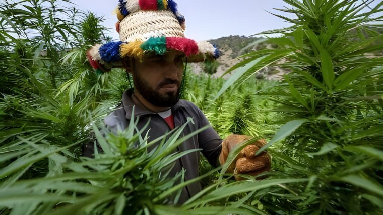 Morocco's Legal Cannabis Cultivation Expands, Cutting into Illicit Trade
