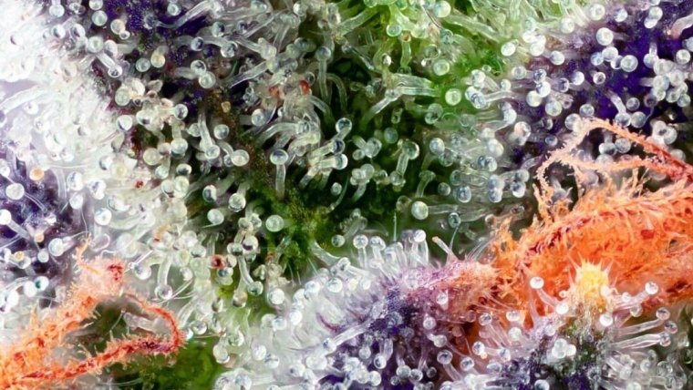 What are Terpenes and how do they effect my high?
