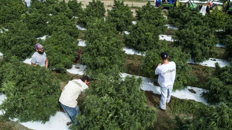 Prices for Colorado wholesale cannabis flower firm up