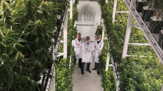 DEA Proceeds With Marijuana Grow Licensing Applications