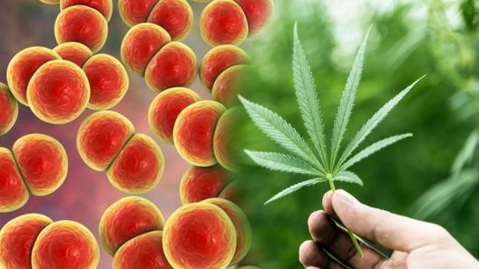 New study: Cannabis helps fight resistant bacteria