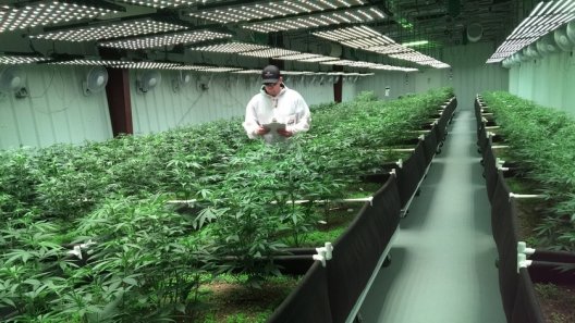 Ex-Wec Champ Steve Cantwell Flamed out Of MMA and Into a Budding Cannabis Empire