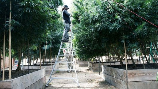 Cannabis Regions Should Get the Same Recognition as Wine Regions