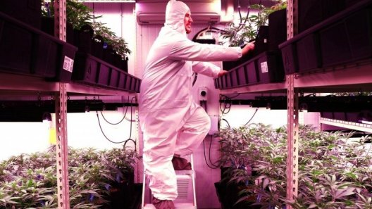 The State of the Cannabis Industry Amid the Pandemic