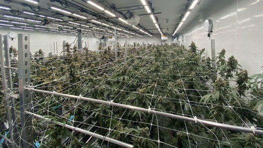 The Plight Of Nevada’s Cannabis Businesses
