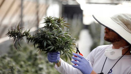 Will Israel Fully Legalize Use of Cannabis?
