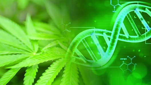 Cannabis Varieties and the Case for Genetic Standards
