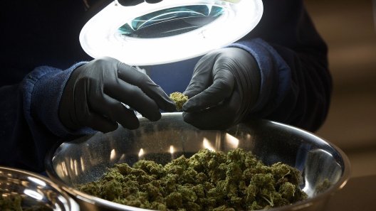 Cannabis Producer Canopy Growth Reports Another Billion-Dollar Loss