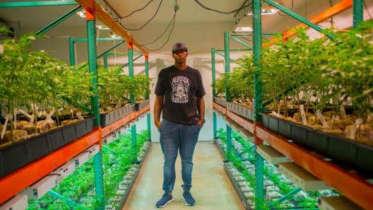 Al Harrington Launches Cannabis Incubator for Black Entrepreneurs