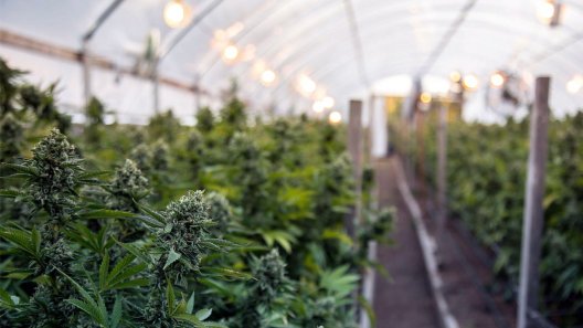 What Is The Highest CBD Strain Of Cannabis? A Beginners Guide