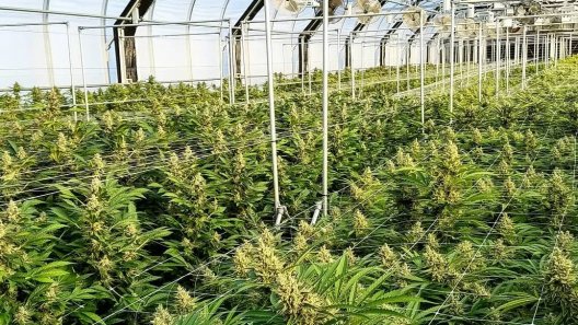 Cannabis Pandemic Sales Uptick Not Enough To Save Struggling Sector