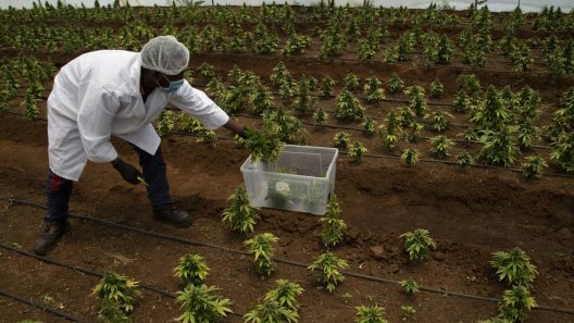 South Africa Reschedules CBD and THC