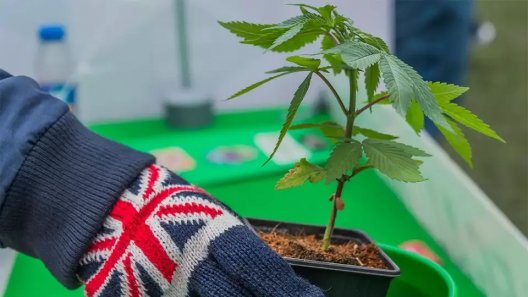 The Bizarre History of UK Cannabis Prohibition