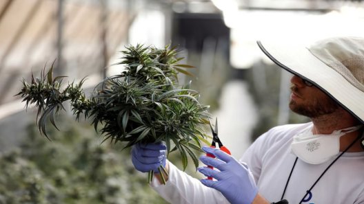 Israel Passes Germany As World’s Largest Importer Of Medical Cannabis Flower