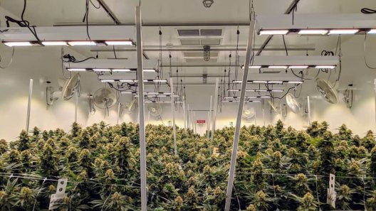 Proposed LED Mandate Could Cost California’s Indoor Marijuana Growers Millions