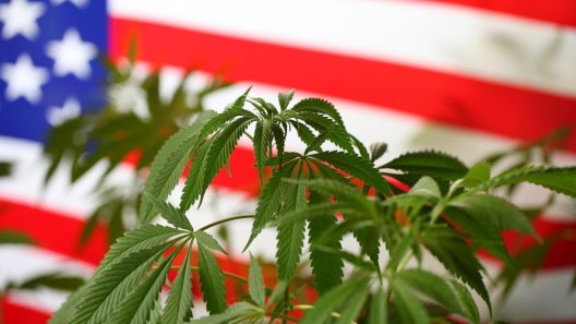Democrats Reject Cannabis Legalization in Party Platform