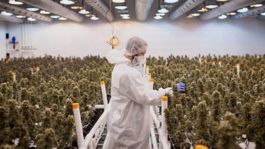 Unregulated Cannabis Sales Command 54% of Canadian Market