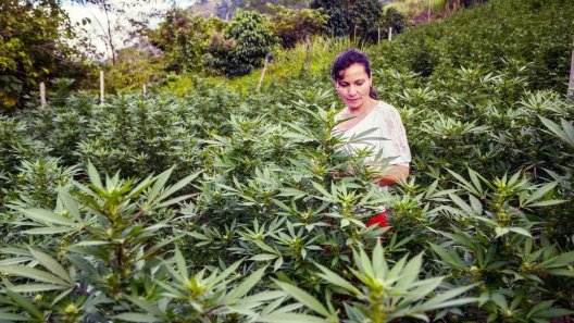 3 Years Into Medical Cannabis, Colombia Looks To Legalize Adult-Use