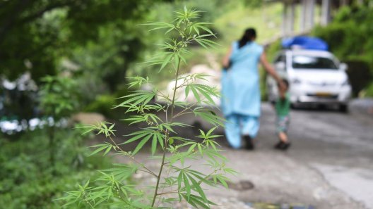 Odisha Has Seized Over 100,000 Kilos of Weed This Year